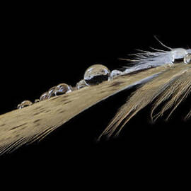 Balancing act by Jean Noren