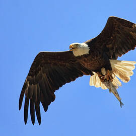 Bald Eagle Catch by Beth Sargent