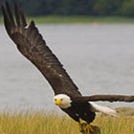 Bald Eagle Soaring by Darcy Michaelchuk