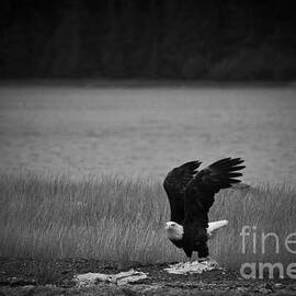 Bald Eagle Take Off Series 3 of 8 by Darcy Michaelchuk