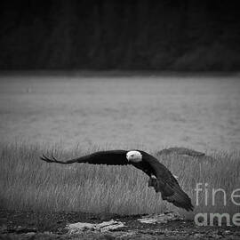 Bald Eagle Take Off Series 4 of 8 by Darcy Michaelchuk