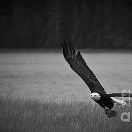 Bald Eagle Take Off Series 5 of 8 by Darcy Michaelchuk