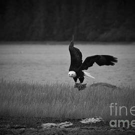 Bald Eagle Take Off Series 6 of 8 by Darcy Michaelchuk