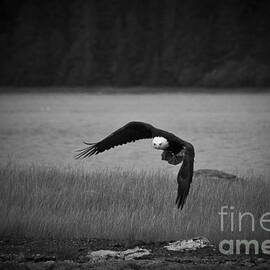 Bald Eagle Take Off Series 7 of 8 by Darcy Michaelchuk