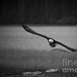 Bald Eagle Take Off Series 8 of 8 by Darcy Michaelchuk