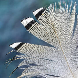 Barred Feather with Waterdrops by Jean Noren