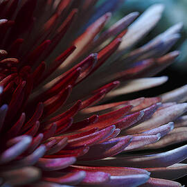 Bawdy Sanguine by Bill and Linda Tiepelman