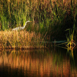 Beauty in the Grass by Steven Sparks