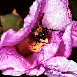 Bee there by Jean Noren