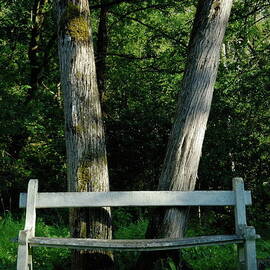 Bench in front of forest trees by Sami Sarkis Photography