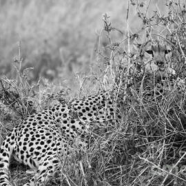 Black and White Cheetah Mother by Darcy Michaelchuk