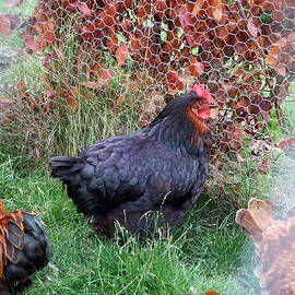 Black Hen by Richard Reeve