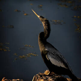 Black Light by Steven Sparks