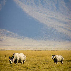 Black Rhinos Walking Across the Crater by Darcy Michaelchuk