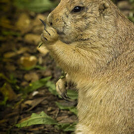 Black-tailed Prairie Dog Flips The Bird by Bill and Linda Tiepelman