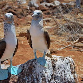 Blue-footed Boobies on rock  by Sami Sarkis Photography