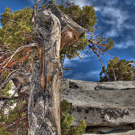 Blue Sky Granite and Pine by Joe Schofield