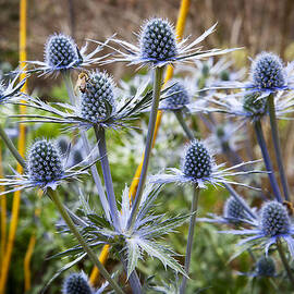 Blue Stem Sea Holly by Kelley King