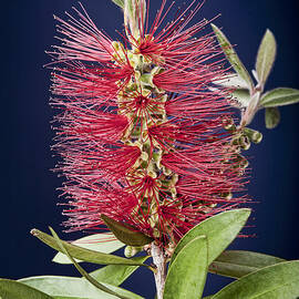 Bottlebrush with Blue Glow by Kelley King