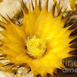 Brilliant Yellow Cactus Flower by Darcy Michaelchuk