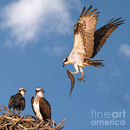 Bringing Breakfast Home by Susan Candelario