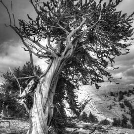 Bristlecone Patriarch  by Joe Schofield