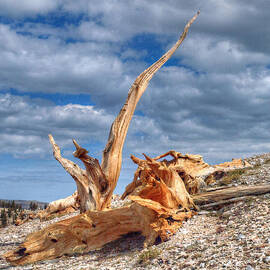 Bristlecone Pine in Repose by Joe Schofield
