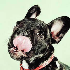 Bulldog Puppy Licking Lips by AC