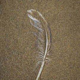 Buried Feather by Jean Noren
