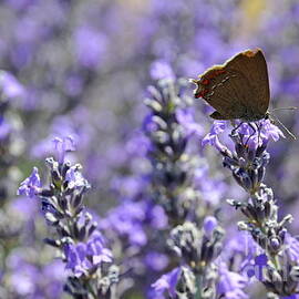 Butterfly gathering nectar from lavender flowers by Sami Sarkis Photography