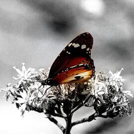 Butterfly in Color by David Morefield