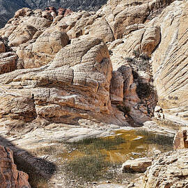 Calico Tanks by Kelley King