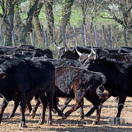 Camargue bulls being assembled in paddock by Sami Sarkis Photography
