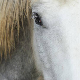 Camargue horse portrait by Sami Sarkis Photography