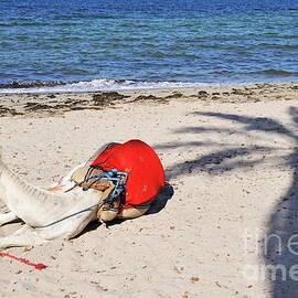 Camel resting on the beach by Sami Sarkis Photography
