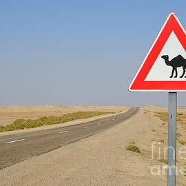 Camels crossing road sign by Sami Sarkis Photography