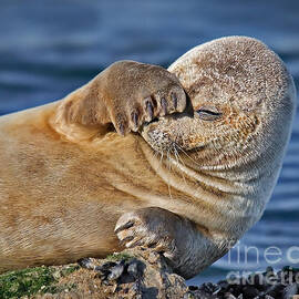 Camera Shy by Susan Candelario