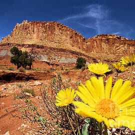 Canyon Flowers by Adam Jewell