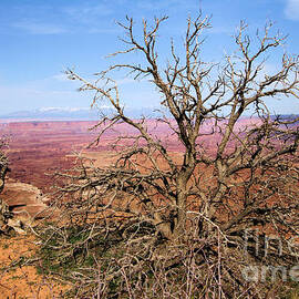 Canyonlands colors by Adam Jewell