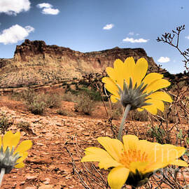 Capitol Flowers by Adam Jewell