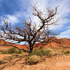 Capitol Tree by Adam Jewell