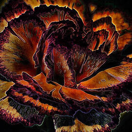 Carinated Curves by Bill and Linda Tiepelman