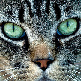 Cat face by Jean Noren