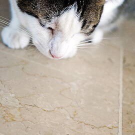 Cat hunting the fly by Sami Sarkis Photography