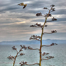 Catalina Gull and Channel by Joe Schofield