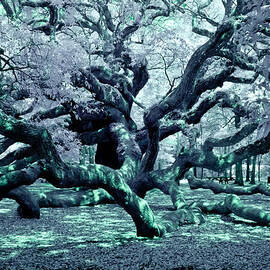 Charleston's Angel Oak Tree IR by Louis Dallara