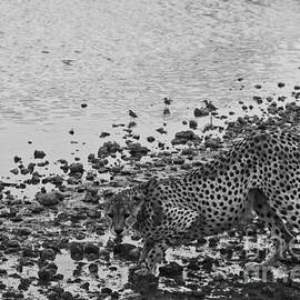 Cheetah Tip Toes for a Drink by Darcy Michaelchuk