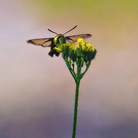 Clearwing Hummingbird Moth by Bill and Linda Tiepelman
