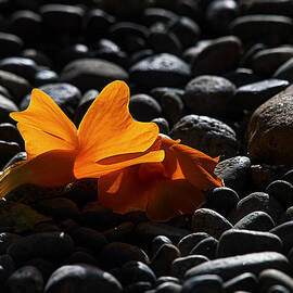 Clockvine Blossom 05/10/12 by Joe Schofield