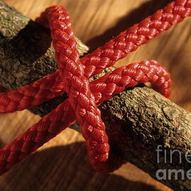 Clove hitch knot on walnut branch by Sami Sarkis Photography